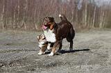BERGER AUSTRALIEN - ADULT & PUPPY 033